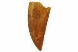 Serrated, Raptor Tooth - Real Dinosaur Tooth #135180-1